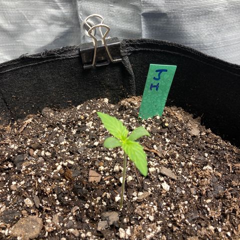 “Jack” - Jack Herer Auto growlog timeline photo