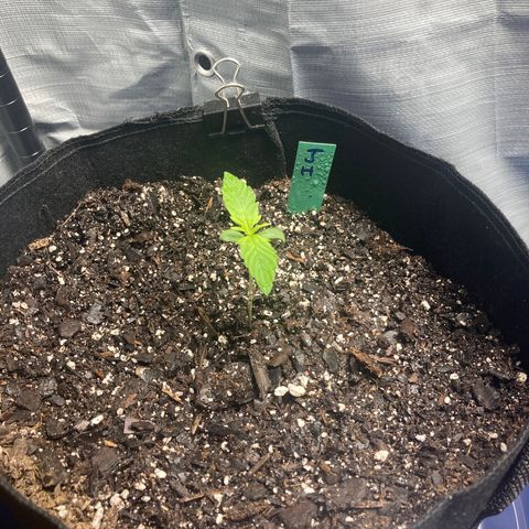 “Jack” - Jack Herer Auto growlog timeline photo
