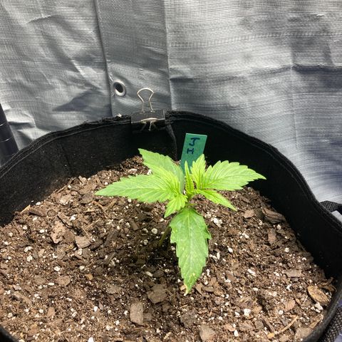 “Jack” - Jack Herer Auto growlog timeline photo