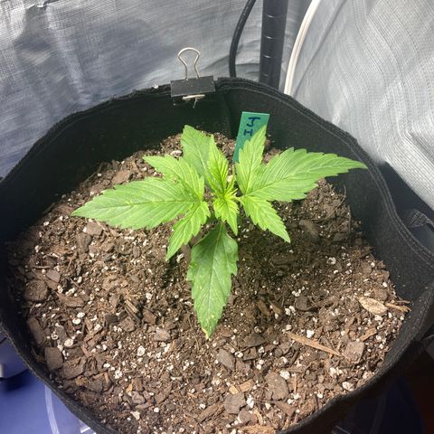 “Jack” - Jack Herer Auto growlog timeline photo