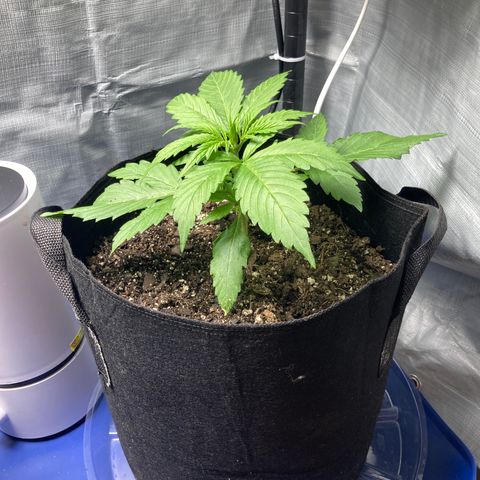 “Jack” - Jack Herer Auto growlog timeline photo