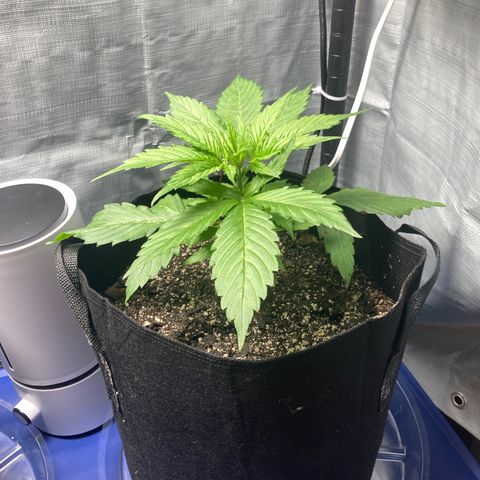 “Jack” - Jack Herer Auto growlog timeline photo