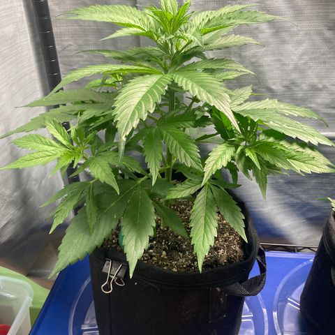 “Jack” - Jack Herer Auto growlog timeline photo