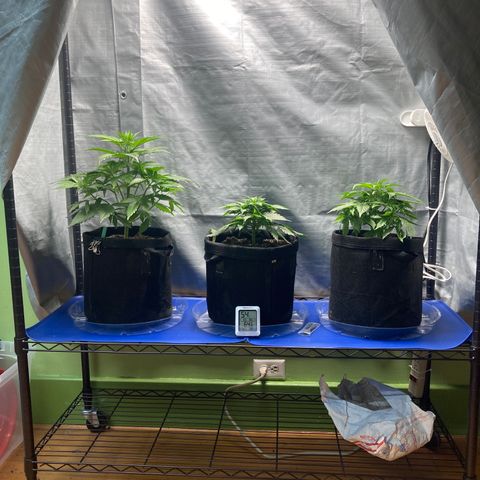 “Jack” - Jack Herer Auto growlog timeline photo