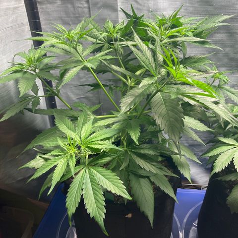 “Jack” - Jack Herer Auto growlog timeline photo