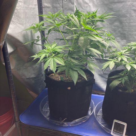 “Jack” - Jack Herer Auto growlog timeline photo