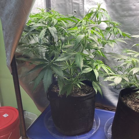 “Jack” - Jack Herer Auto growlog timeline photo