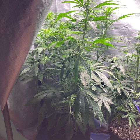“Jack” - Jack Herer Auto growlog timeline photo