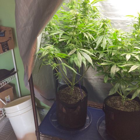 “Jack” - Jack Herer Auto growlog timeline photo