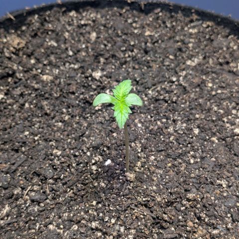 Unknown strain growlog timeline photo