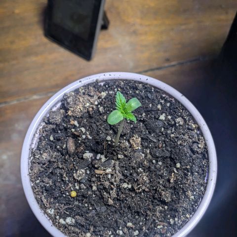 Unknown strain growlog timeline photo