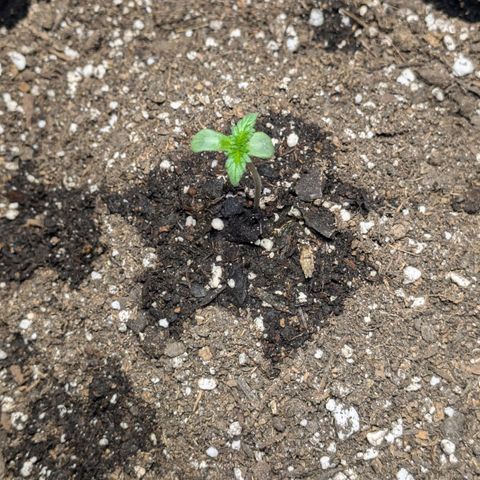 Unknown strain growlog timeline photo