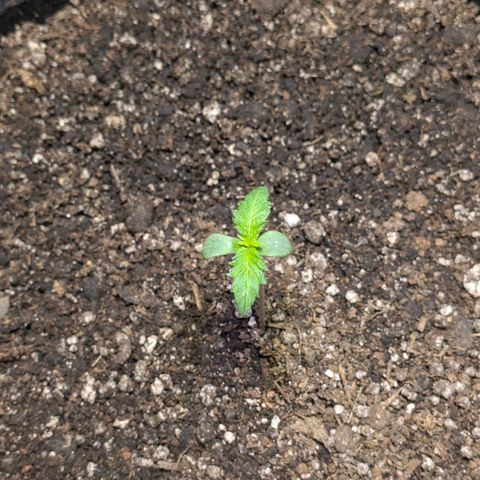 Unknown strain growlog timeline photo