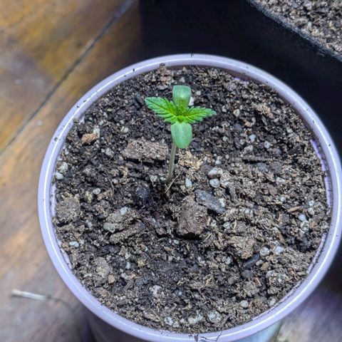Unknown strain growlog timeline photo