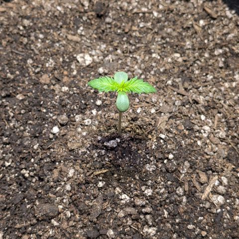 Unknown strain growlog timeline photo