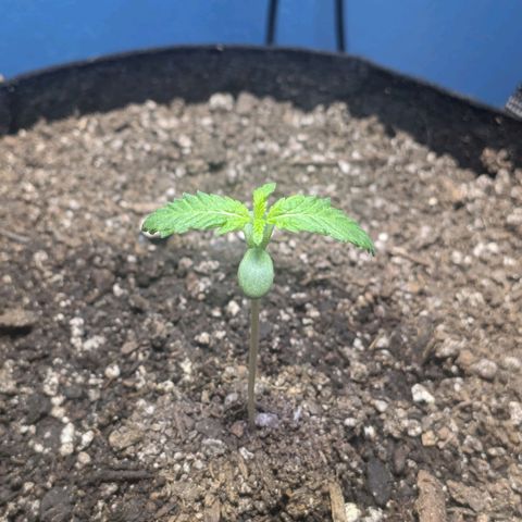 Unknown strain growlog timeline photo