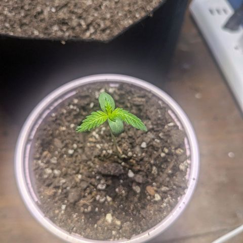 Unknown strain growlog timeline photo