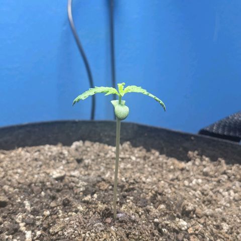 Unknown strain growlog timeline photo