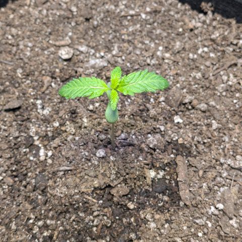 Unknown strain growlog timeline photo