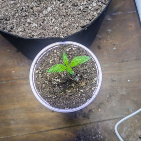 Unknown strain growlog timeline photo