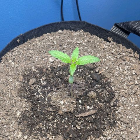 Unknown strain growlog timeline photo