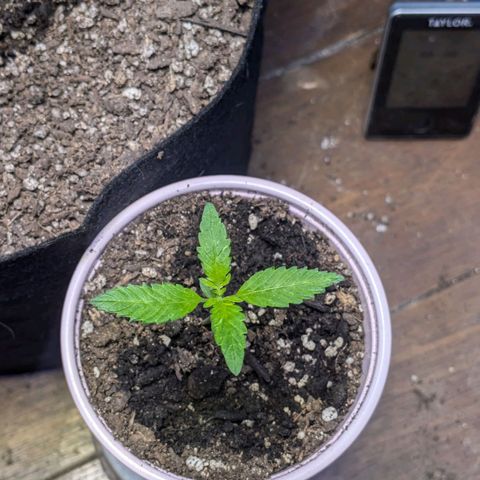 Unknown strain growlog timeline photo