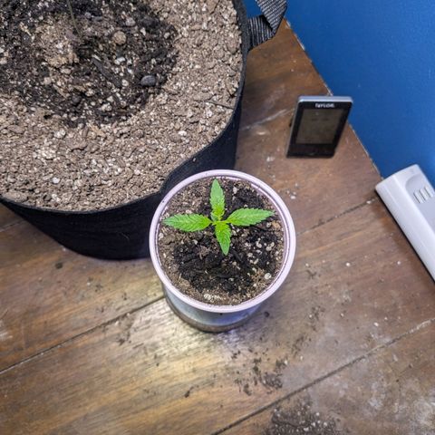 Unknown strain growlog timeline photo