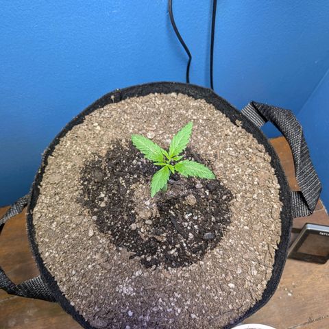 Unknown strain growlog timeline photo