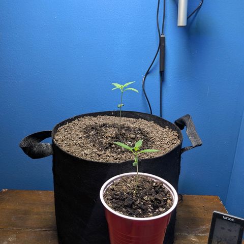 Unknown strain growlog timeline photo