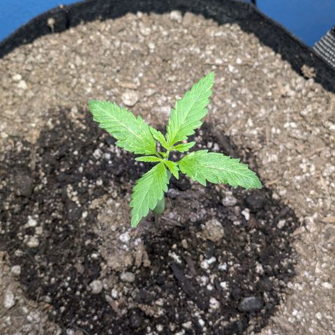 Unknown strain growlog timeline photo