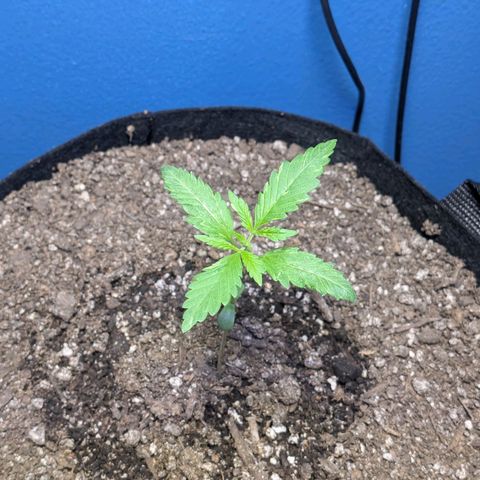 Unknown strain growlog timeline photo
