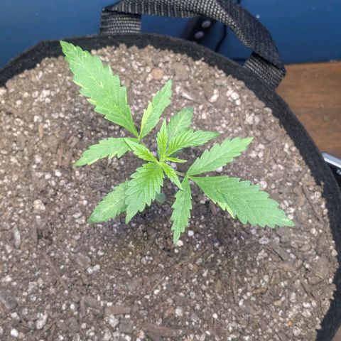 Unknown strain growlog timeline photo