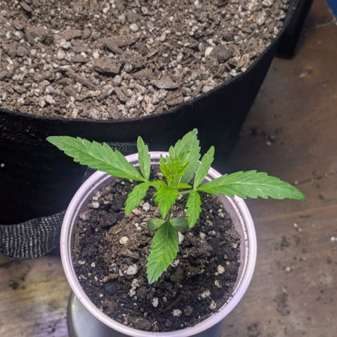 Unknown strain growlog timeline photo