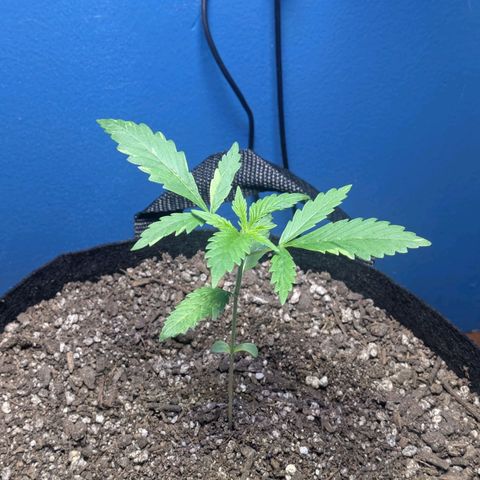 Unknown strain growlog timeline photo