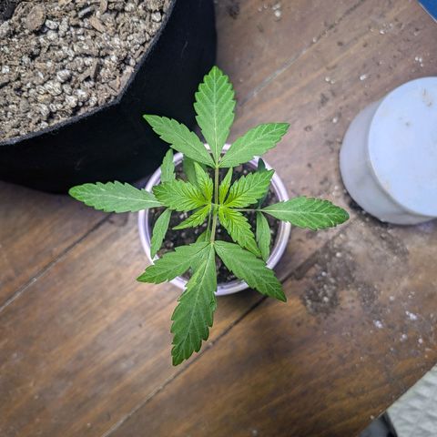 Unknown strain growlog timeline photo
