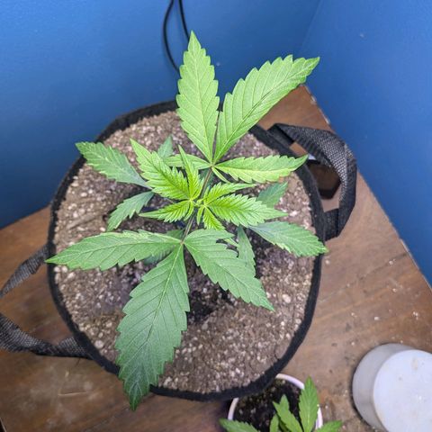Unknown strain growlog timeline photo