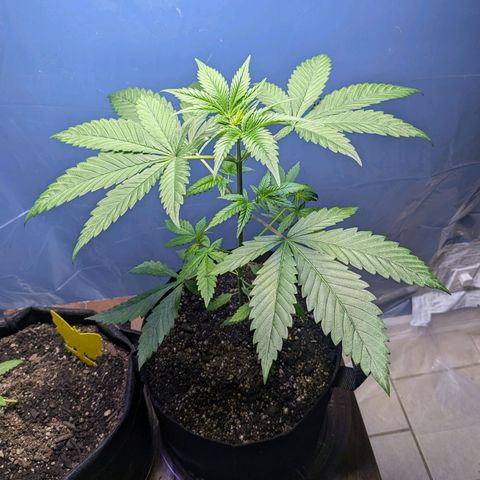 Unknown strain growlog timeline photo