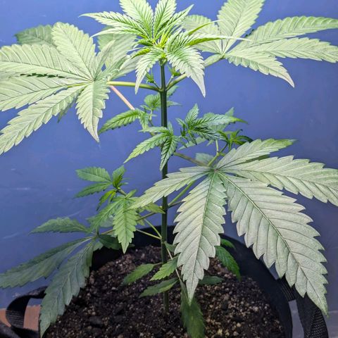 Unknown strain growlog timeline photo