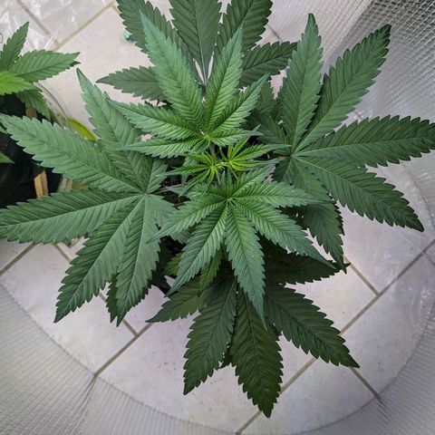 Unknown strain growlog timeline photo