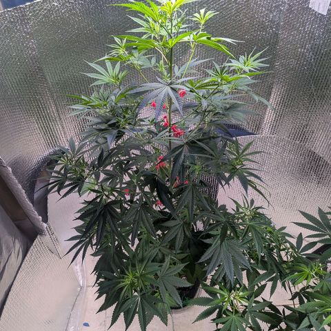 Unknown strain growlog timeline photo