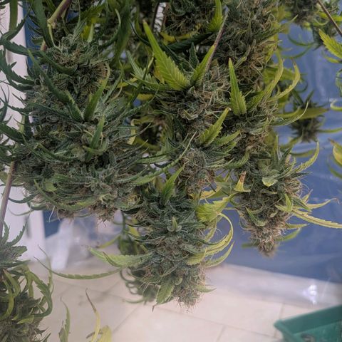 Unknown strain growlog timeline photo