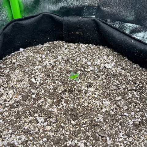 Original Auto Amnesia Haze growlog timeline photo