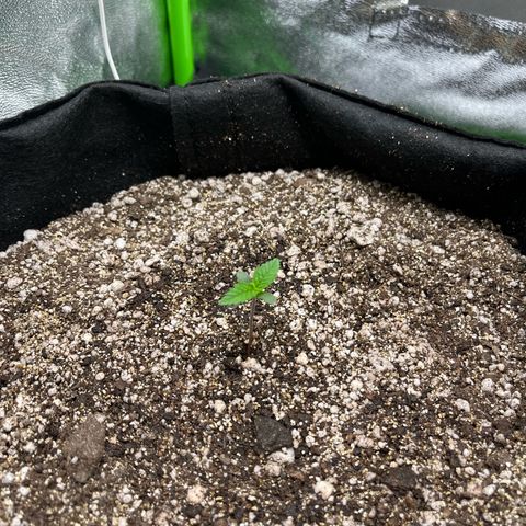 Original Auto Amnesia Haze growlog timeline photo