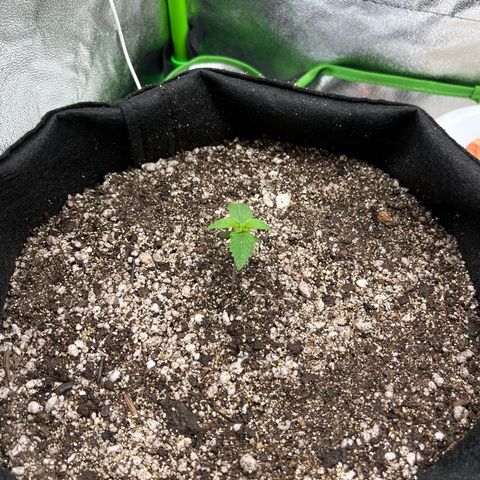 Original Auto Amnesia Haze growlog timeline photo