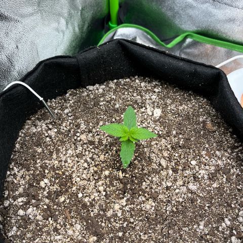 Original Auto Amnesia Haze growlog timeline photo