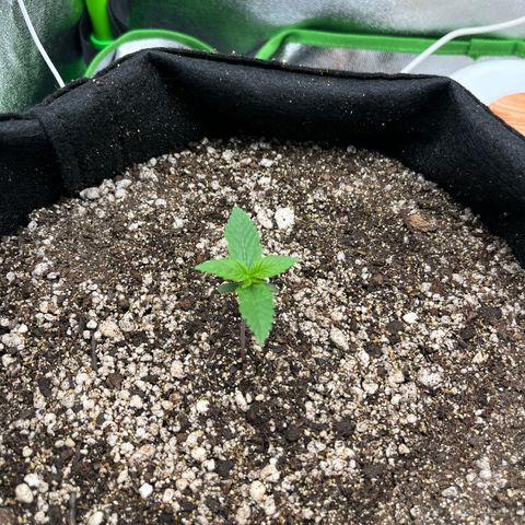 Original Auto Amnesia Haze growlog timeline photo