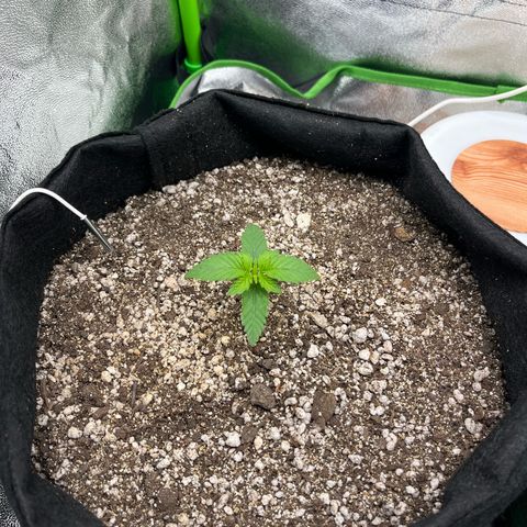 Original Auto Amnesia Haze growlog timeline photo