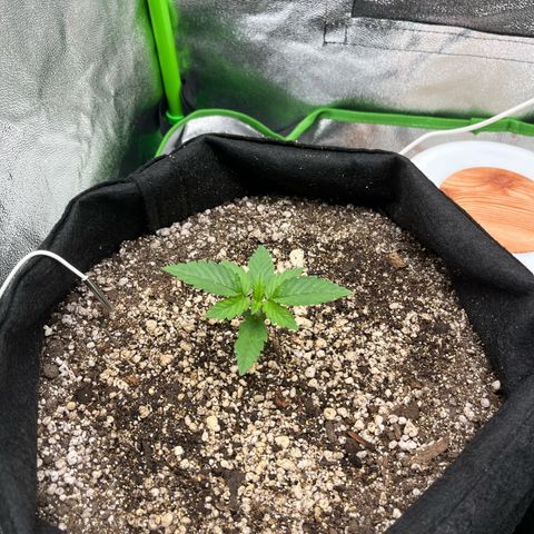 Original Auto Amnesia Haze growlog timeline photo