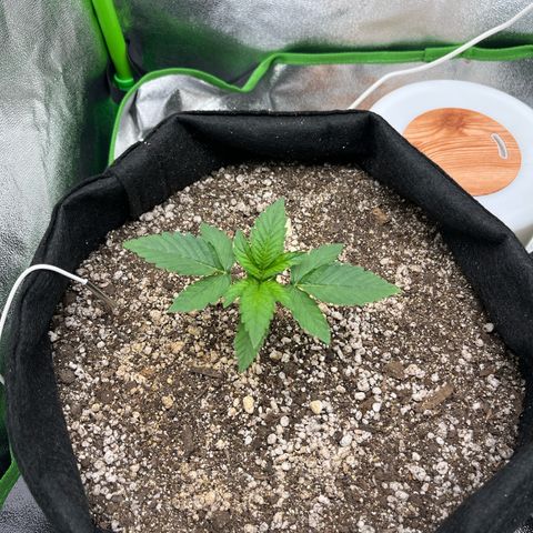 Original Auto Amnesia Haze growlog timeline photo