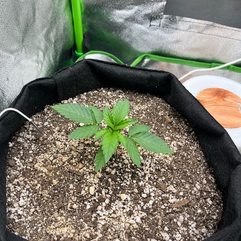 Original Auto Amnesia Haze growlog timeline photo